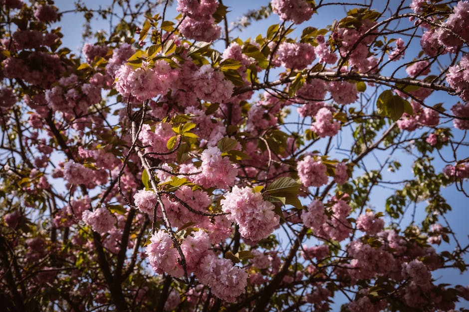Cherry Blossom Season in Japan: Immersing in the Romantic Beauty of Sakura Blooms